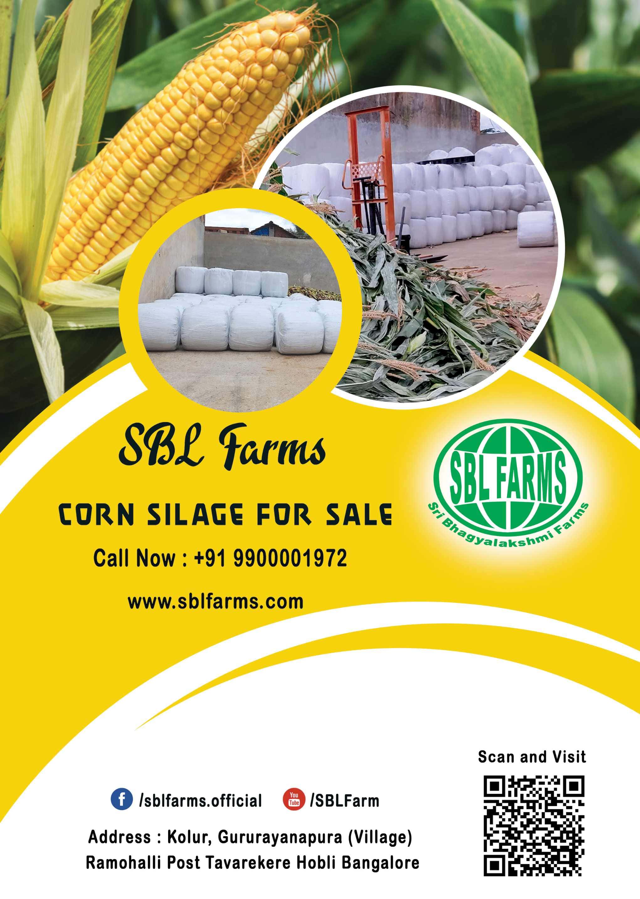 Corn Silage Suppliers in Bangalore | Corn Silage for Sale  |  Corn Silage, Baby Corn Silage manufacturers, suppliers & exporters in Bangalore | corn silage for sale in bangalore |  Sri Bhagyalakshmi Farms Corn Silage Bangalore| Silage Balers | Animal Feed Manufacturers | Production of Silage |Cattle feed manufacturers & suppliers - SBL Farms is solving the biggest fodder crisis in India, by supplying Silage bales, Bailing machines to dairy farmers, Cooperatives, Animal Husbandry | Best Cattle Feed Manufacturers & Silage Suppliers in India | Indias Best Baled Silage Producers